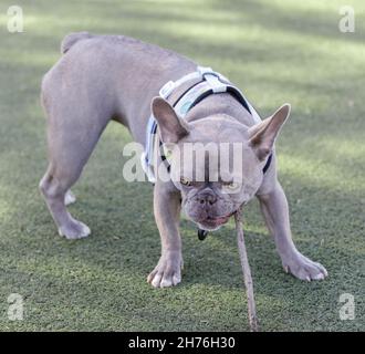 14-mese-Vecchio lilla brindle con tan merle femmina cucciolo Frenchie masticare un ramoscello. Parco per cani al guinzaglio nella California settentrionale. Foto Stock