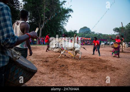 Jharkhand, India. 19 Nov 2021. I devoti celebrano il festival Sagun Sohrai. Sohrai è un festival del raccolto invernale e uno dei più importanti festival di Santhals a Jharkhand e nel Bengala Occidentale. Sagun Sohrai festival celebrato a Jharkhand. Questo festival è noto anche come ''Gorukhuntav' (Credit Image: © Rohit Shaw/Pacific Press via ZUMA Press Wire) Foto Stock