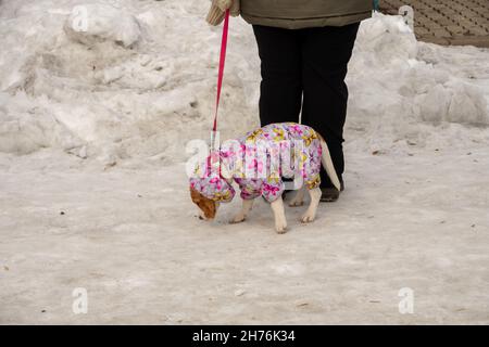 Un piccolo cane in una bella tuta calda fiuta la strada innevata che è su un guinzaglio dalla padrona, sullo sfondo di una nevicata deriva. Foto Stock