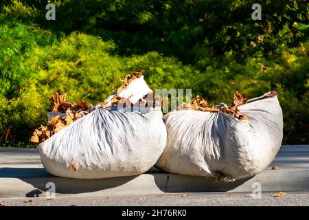 Rastrellato e raccolto caduto foglie d'autunno, strettamente legato in due tele di plastica bianca in attesa di trasporto al cumulo di compost o discarica sito. Foto Stock