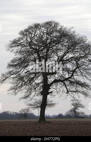 Isolato crescente Oak Tree Quercus robur, una volta componente di un campo bordo hedgerow, ha distrutto il cambiamento in agricoltura pratica 1950, 60. Norfolk Foto Stock