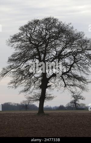 Isolato crescente Oak Tree Quercus robur, una volta componente di un campo bordo hedgerow, ha distrutto il cambiamento in agricoltura pratica 1950, 60. Norfolk Foto Stock