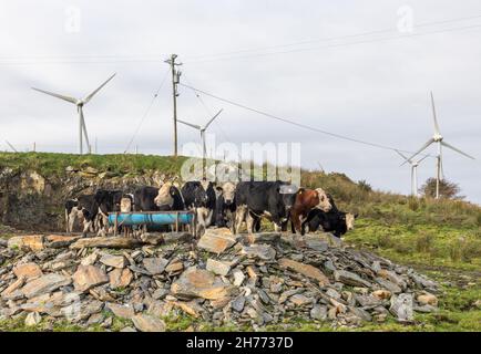 Ballybane, Drimoleague, Cork, Irlanda. 20 novembre 2021. I bovini appartenenti all'agricoltore Christy Keohane di Lacka Caheragh si nutrono accanto alle turbine eoliche di Ballybane, Drimoleague, Co. Cork, Irlanda. - Foto; David Creedon / Alamy Live News Foto Stock