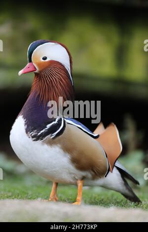 Anatra mandarino (Aix galericulata). Maschio o drake, in piumage di riproduzione. Asia orientale nativa. Ferally fondata nel Regno Unito. Fiumi boscosi e laghi. Foto Stock