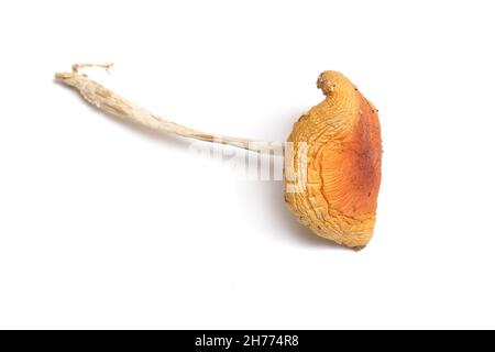 Amanita muscaria essiccata, comunemente nota come la mosca agarica o mosca amanita. Isolato su sfondo bianco Foto Stock