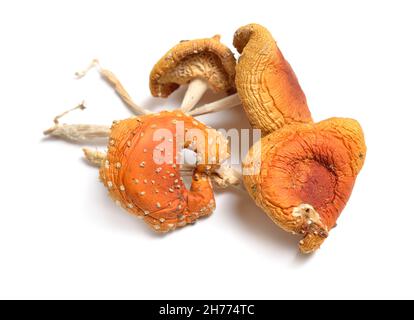 Amanita muscaria essiccata, comunemente nota come la mosca agarica o mosca amanita. Isolato su sfondo bianco Foto Stock