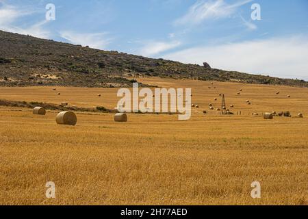 Campo di balle di fieno di grano in una fattoria a St Helena Bay, Velddddrif, Cape West Coast, Sudafrica durante il periodo di raccolto, raccolto estivo Foto Stock