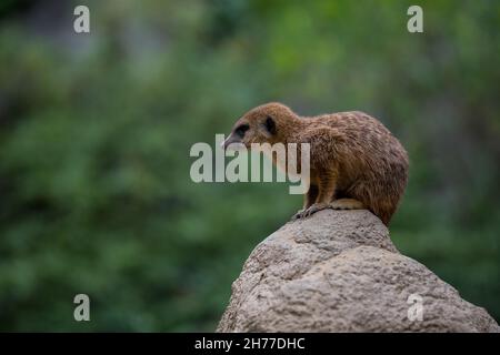 Un colpo di fuoco selettivo di un meerkat su roccia Foto Stock