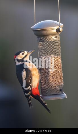 Wimbledon, Londra, Regno Unito. 21 novembre 2021. Una grande picchiettatrice macchiata si nutre da un alimentatore di uccelli da giardino alla luce del sole del mattino. Credit: Malcolm Park/Alamy Live News Foto Stock