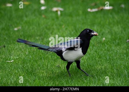 Un Magpie solitario, Pica pica, che cammina attraverso l'erba verde con una noce in bocca Foto Stock