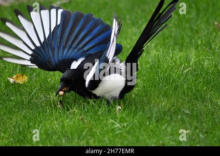 Un Magpie solitario, Pica pica, con le loro ali spruzzato fuori mentre raccogliendo il cibo incastonato all'interno dell'erba Foto Stock