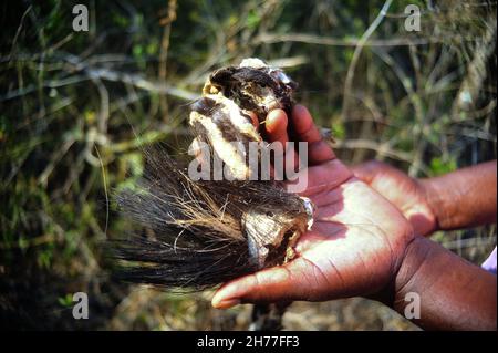 I rangers di gioco nel Parco Nazionale di Kruger stanno lavorando per proteggere gli animali e l'ambiente contro i gruppi criminali di fauna selvatica in Sudafrica Foto Stock