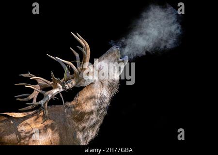 un cervo affondato nell'aria fredda su sfondo nero Foto Stock