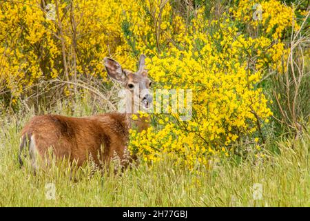 un giovane cervo di buck sorridente nei cespugli Foto Stock