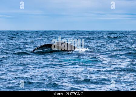 La coda (o trematode) di una balena Humpback nel fiordo di Eyjafjordur, vicino Hauganes, Islanda settentrionale Foto Stock