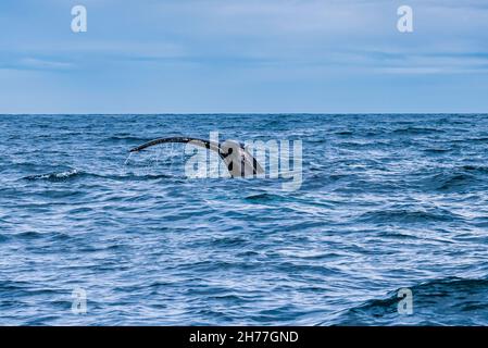 La coda (o trematode) di una balena Humpback che si tuffa nel fiordo di Eyjafjordur, vicino Hauganes, Islanda del Nord Foto Stock