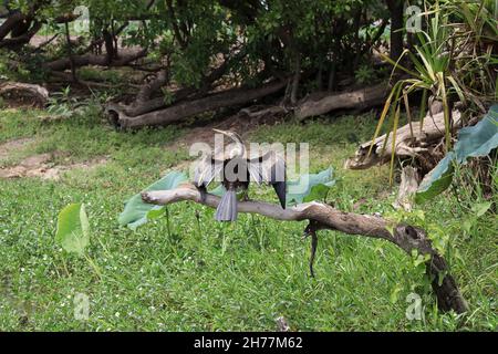 Australian Darter (Anhinga melanogaster) che asciuga le ali che si siedono su ramo di albero morto, Parco Nazionale di Kakadu, territorio del Nord, Australia. Foto Stock