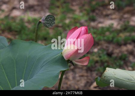 Giglio d'acqua rosa nel Parco Nazionale di Kakadu, territorio del Nord, Australia Foto Stock