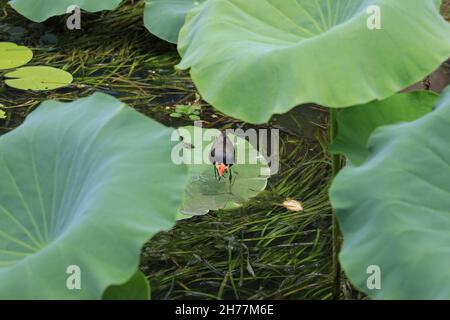 La Jacana a pettine, che cammina sul giglio, parte nel Parco Nazionale di Kakadu, Northern Territory, Australia Foto Stock