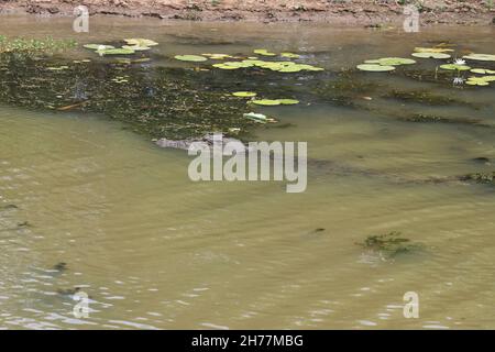 Coccodrillo di acqua salata o di estuarina (Crocodylus porosus) che nuotano nel Parco Nazionale di Kakadu, territorio del Nord, Australia Foto Stock