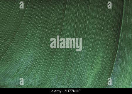 Linee astratte dettaglio su sfondo verde foglia Foto Stock