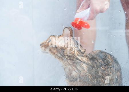 Divertente lavaggio del gatto bagnato nella cabina doccia. Fare il bagno o la doccia alla razza bengala Cat. Concetto di igiene del PET. Foto Stock