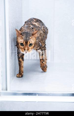 Divertente lavaggio del gatto bagnato nella cabina doccia. Fare il bagno o la doccia alla razza bengala Cat. Concetto di igiene del PET. Foto Stock