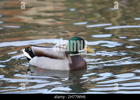 Mallard anatra platyrhynchos Anas. Drake o maschio, in adulti che riprodusionano piumaggio. Specie dimorfiche sessualmente per gran parte dell'anno. Nuoto sulla superficie d'acqua. Foto Stock