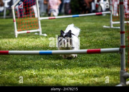 Grande sfida per il piccolo papillon cane. Allenare l'agilità del cane con ostacoli Foto Stock