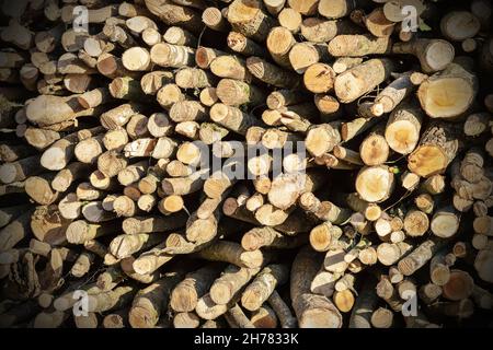 Mucchio di legna da ardere tagliata a secco - sfondo scuro Foto Stock