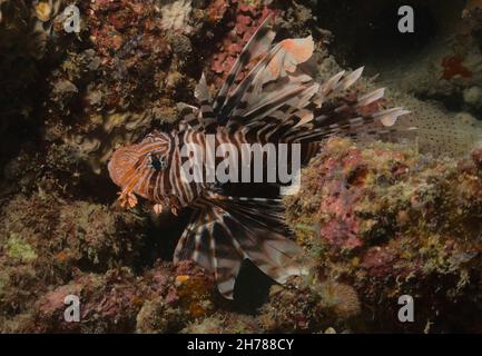 leone comune tra le fessure nella barriera corallina nel parco marino di watamu, kenya Foto Stock