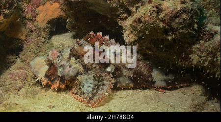 vista laterale di scorpionfish bearded, un cacciatore di ambush, giace ancora sul fondo del mare in fessure di roccia nel parco marino di watamu, kenia Foto Stock