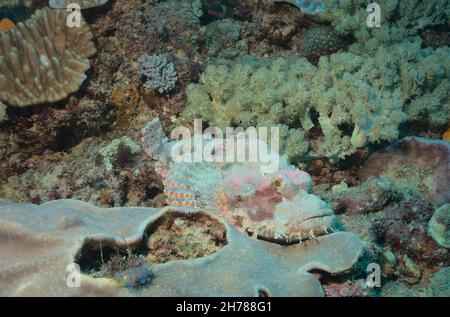 bella bearded scorpionfish giace ancora poggiante sul letto della barriera corallina nel parco marino di watamu, kenya Foto Stock