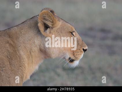 primo piano e ritratto laterale della leonessa nella selvaggia ricerca del paesaggio per preda nel selvaggio masai mara kenya Foto Stock