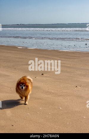 Pomerania en la playa, animales respetuosos con el entorno Foto Stock