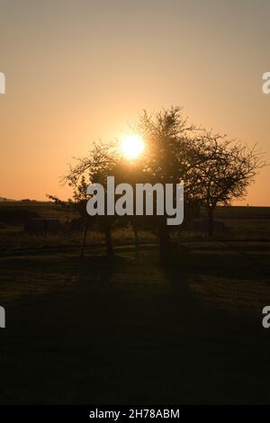 Albero su un prato attraverso il quale il sole che tramonta brilla sete. In un campo al bordo della foresta Foto Stock