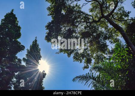 Il sole e il cielo blu dietro l'immagine degli alberi. Foto Stock