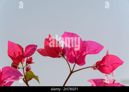 Vista laterale dal fiore rosa bouganvillea con cielo sullo sfondo Foto Stock