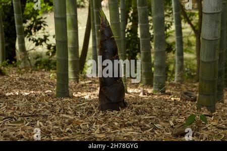 Germogli giovani di bambù in foresta di bambù. Bambù è la pianta crescente più veloce . Il bambù è simbolo di resilienza e rinascita, longevità e successo. Foto Stock