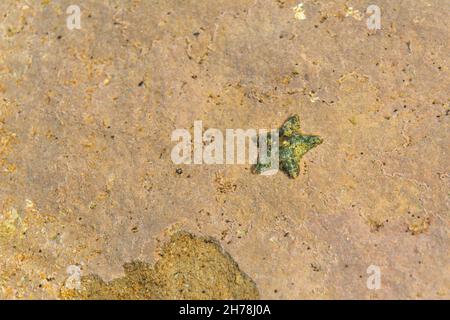 Una bella piccola stella marina verde si trova sulla roccia della spiaggia sotto l'acqua ed è bagnata dalla limpida, Una stella marina viva bagnata sulla spiaggia. Giallo-verde Foto Stock