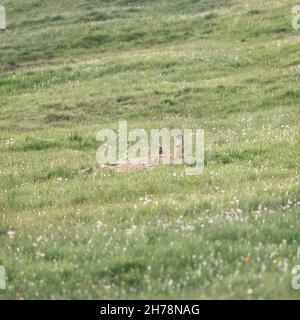 Una famiglia di marmotte vicino al loro burrow in un prato nelle Alpi italiane Foto Stock