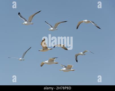 Un gruppo di aironi che volano contro il cielo blu Foto Stock