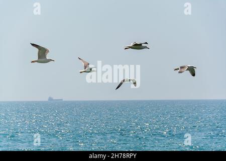 Un gruppo di aironi che volano contro il cielo blu Foto Stock