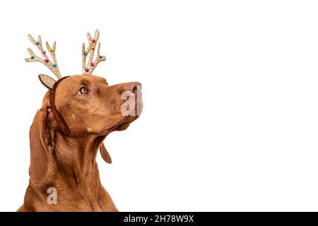 Cane sfondo di Natale. Vizsla indossa xmas renna corna ritratto studio su sfondo bianco. Foto Stock