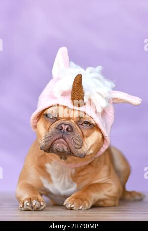 Cane Bulldog francese con indossare un divertente costume da cappello unicorno rosa lavorato a maglia davanti a sfondo rosa Foto Stock