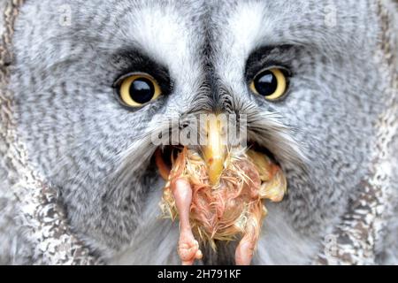 21 novembre 2021, Liberec, Repubblica Ceca: Un gufo Grande Gray che mangia il pulcino allo Zoo Liberec nella Repubblica Ceca. Adulto i gufi grigi grandi hanno una testa grande arrotondata con un viso grigio e occhi gialli con cerchi più scuri intorno loro. (Credit Image: © Slavek Ruta/ZUMA Press Wire) Foto Stock