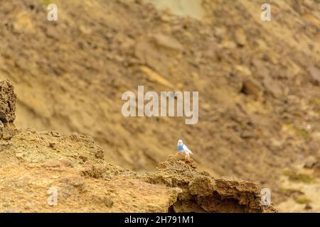 Un Budgerigar in natura sedette su una roccia, provincia chabahar, iran. Anche conosciuto come il parakeet comune o parakeet conchiglie, è un piccolo, a coda lunga, seme-ea Foto Stock