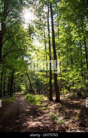 Wald Spaziergang Sonne, Wasser, Windrad Foto Stock