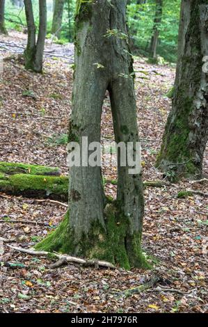 Wald Spaziergang Sonne, Wasser, Windrad Foto Stock