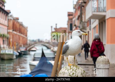 Turismo e gabbiano durante il tempo piovoso al Rio de la Fornace, Distretto Dorsoduro, Venezia, Italia Foto Stock